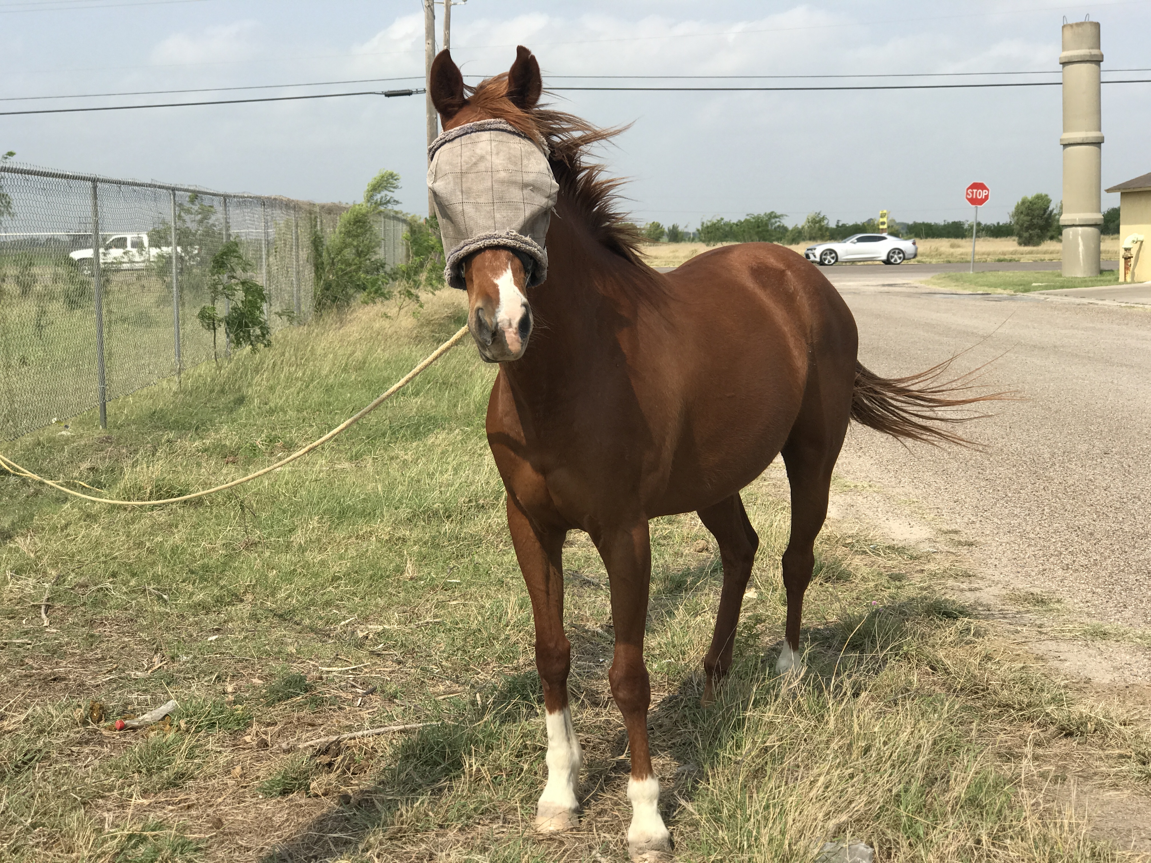 A Horse Named Diamond