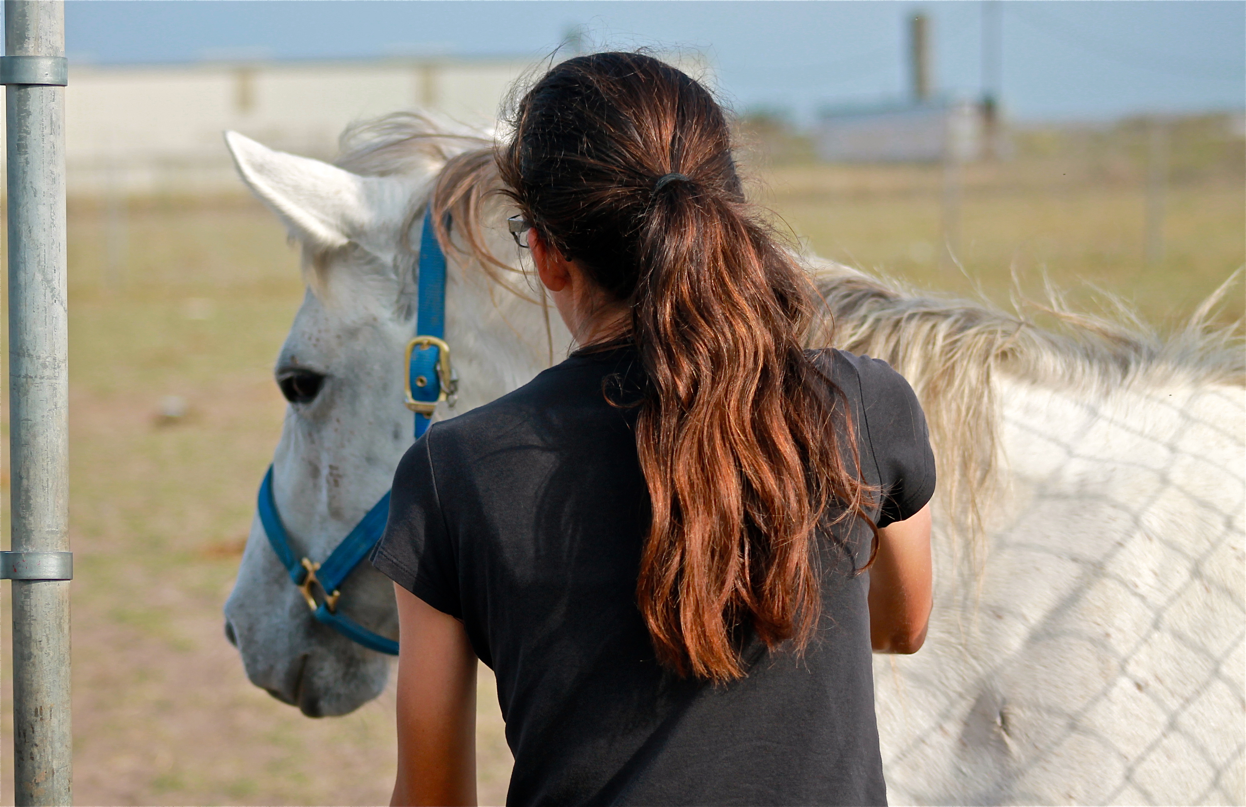 A Horse Named Ghost