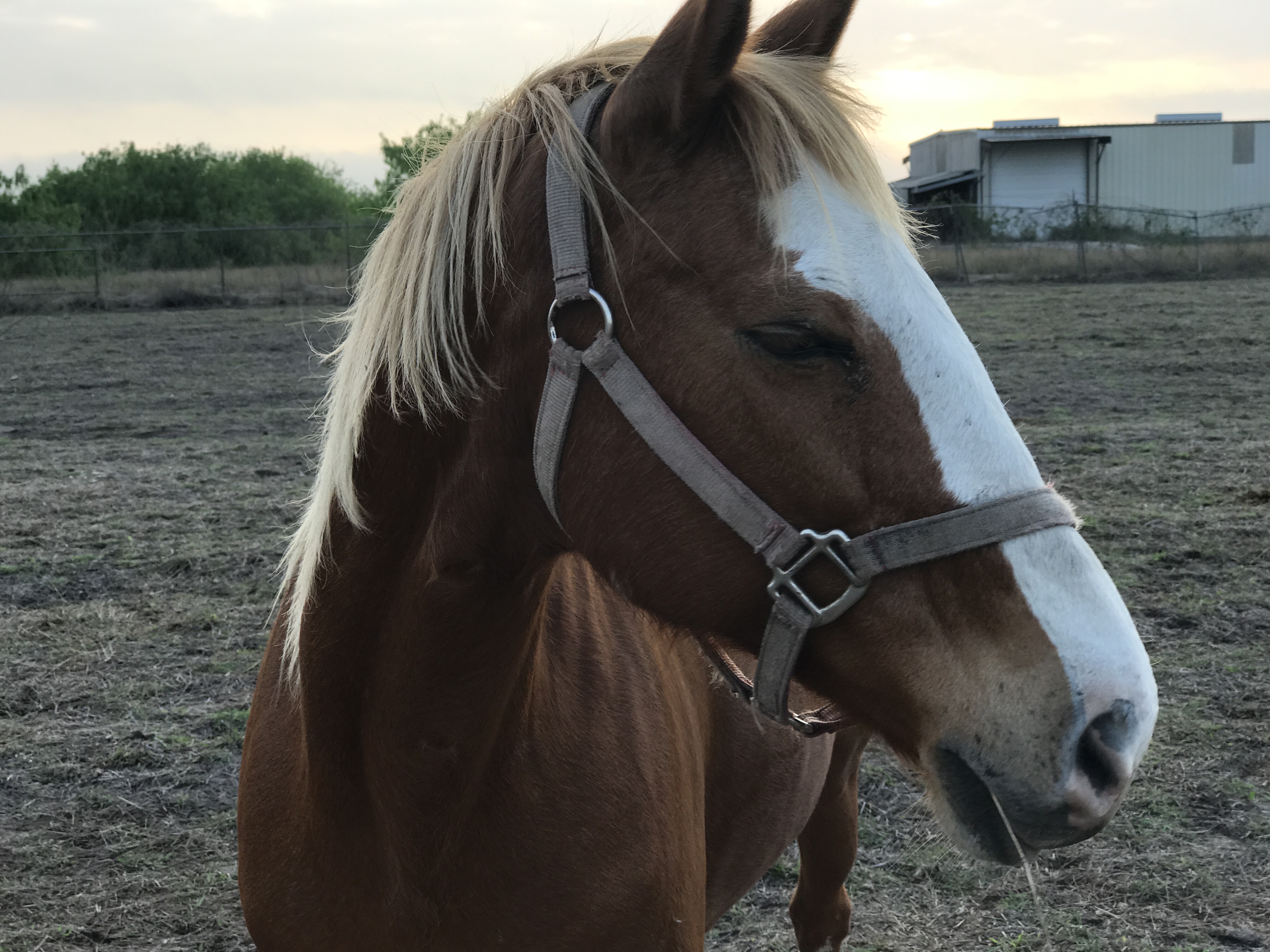 A Horse Named Pat