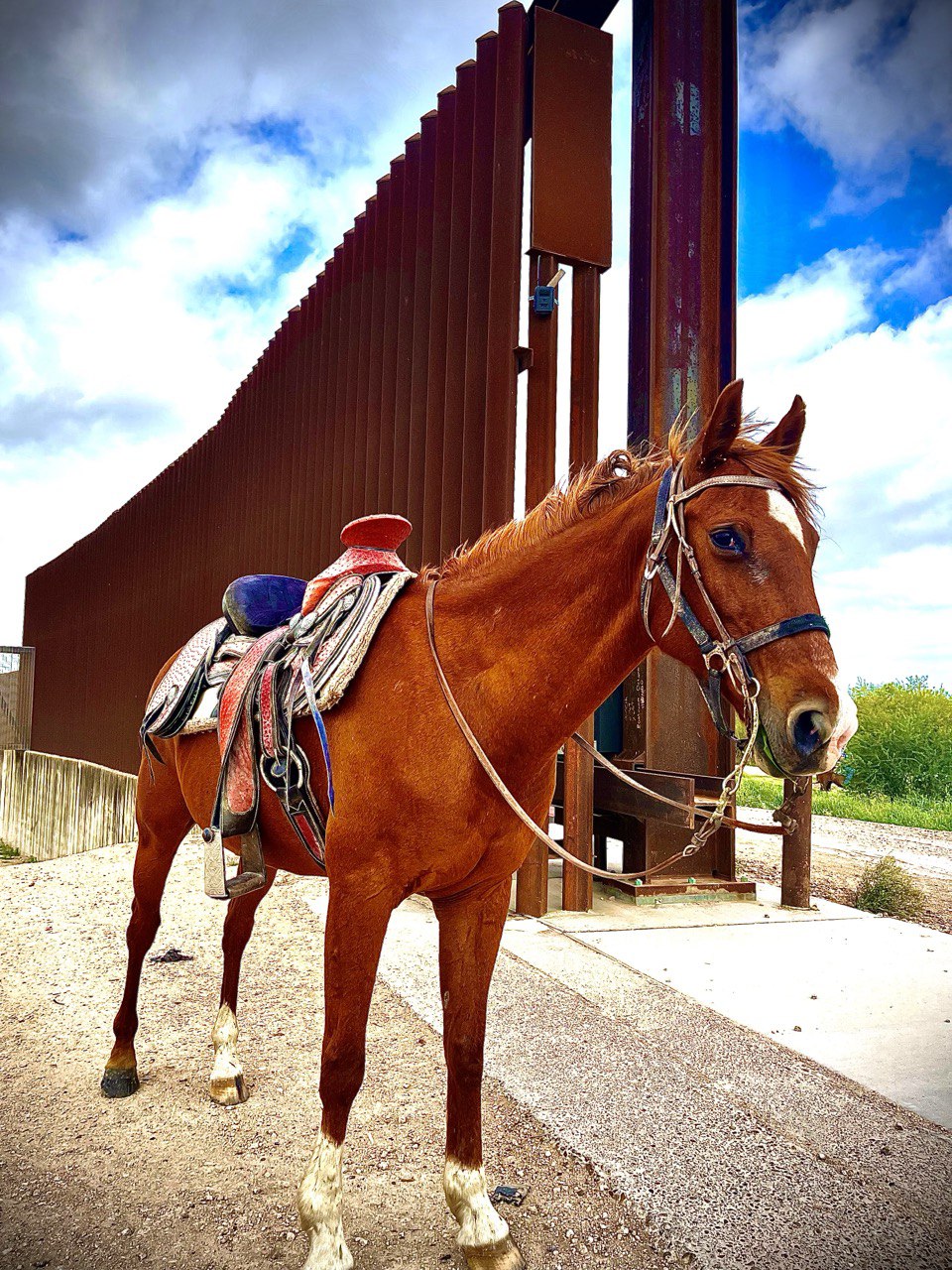 Our Horse Diamond Standing By Border Fence South Texas