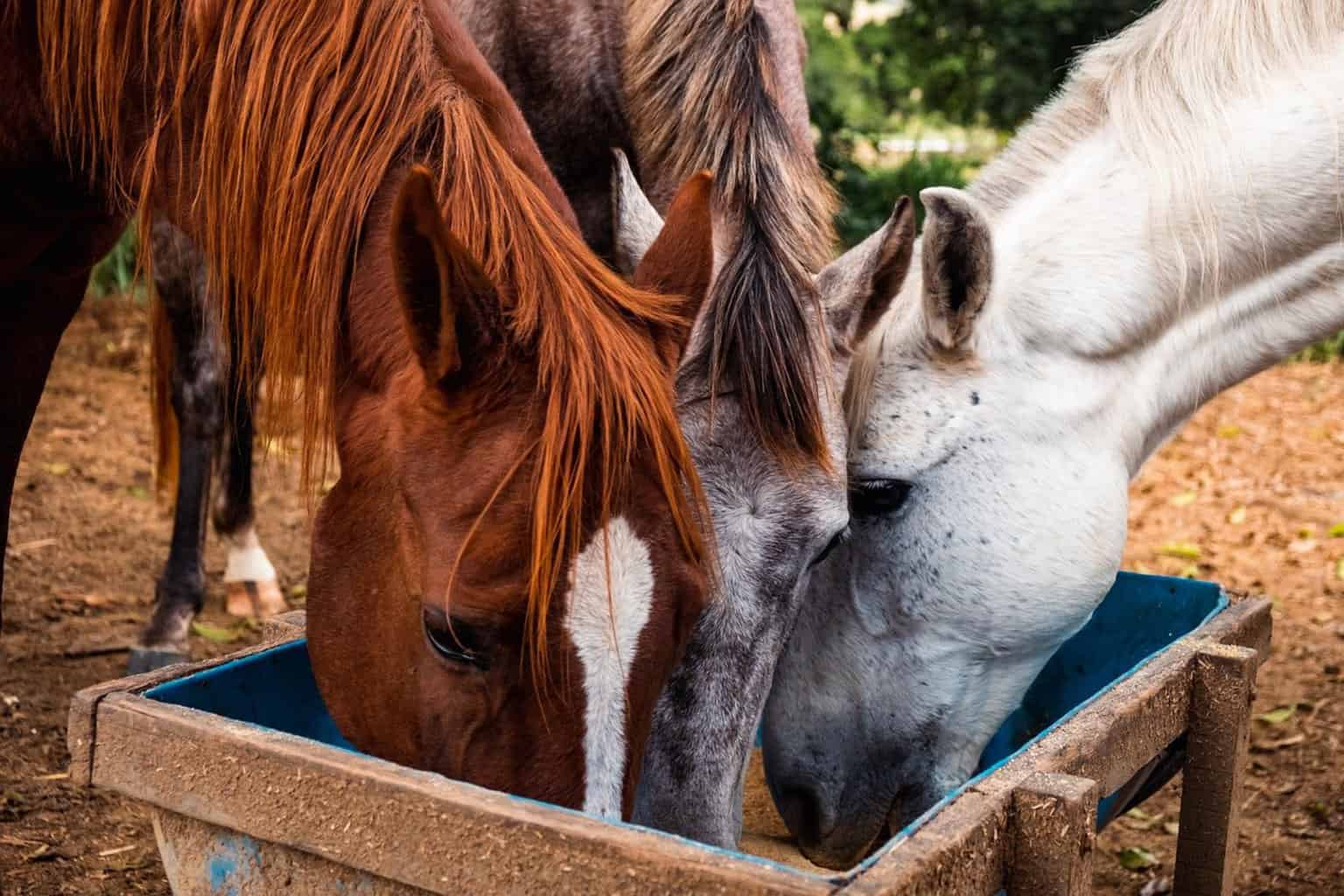 How To Choose the Right Feed for Your Horse