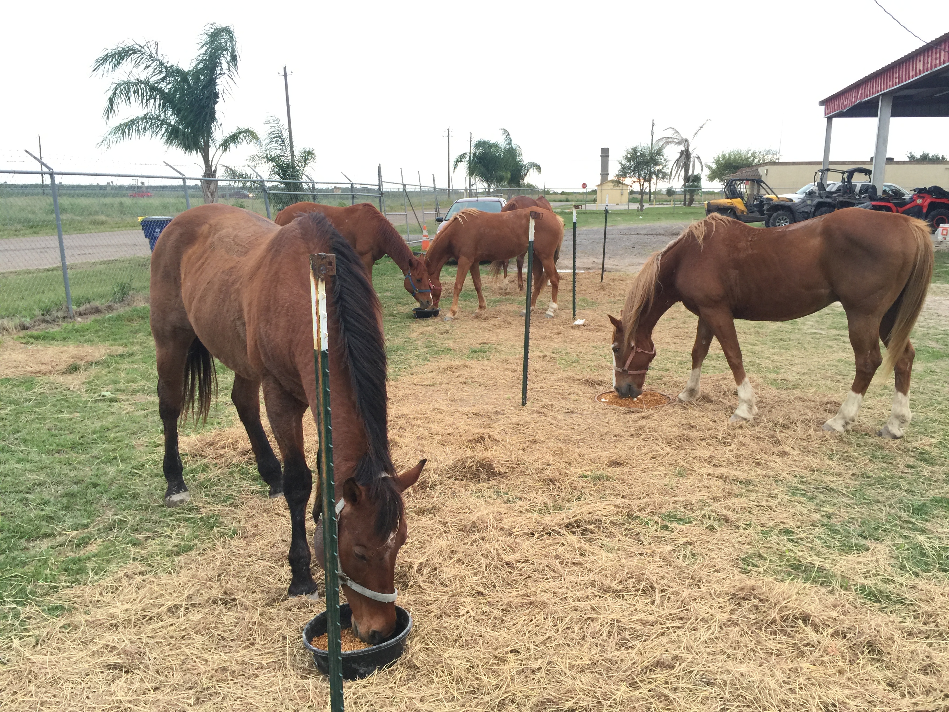 Horses Eating