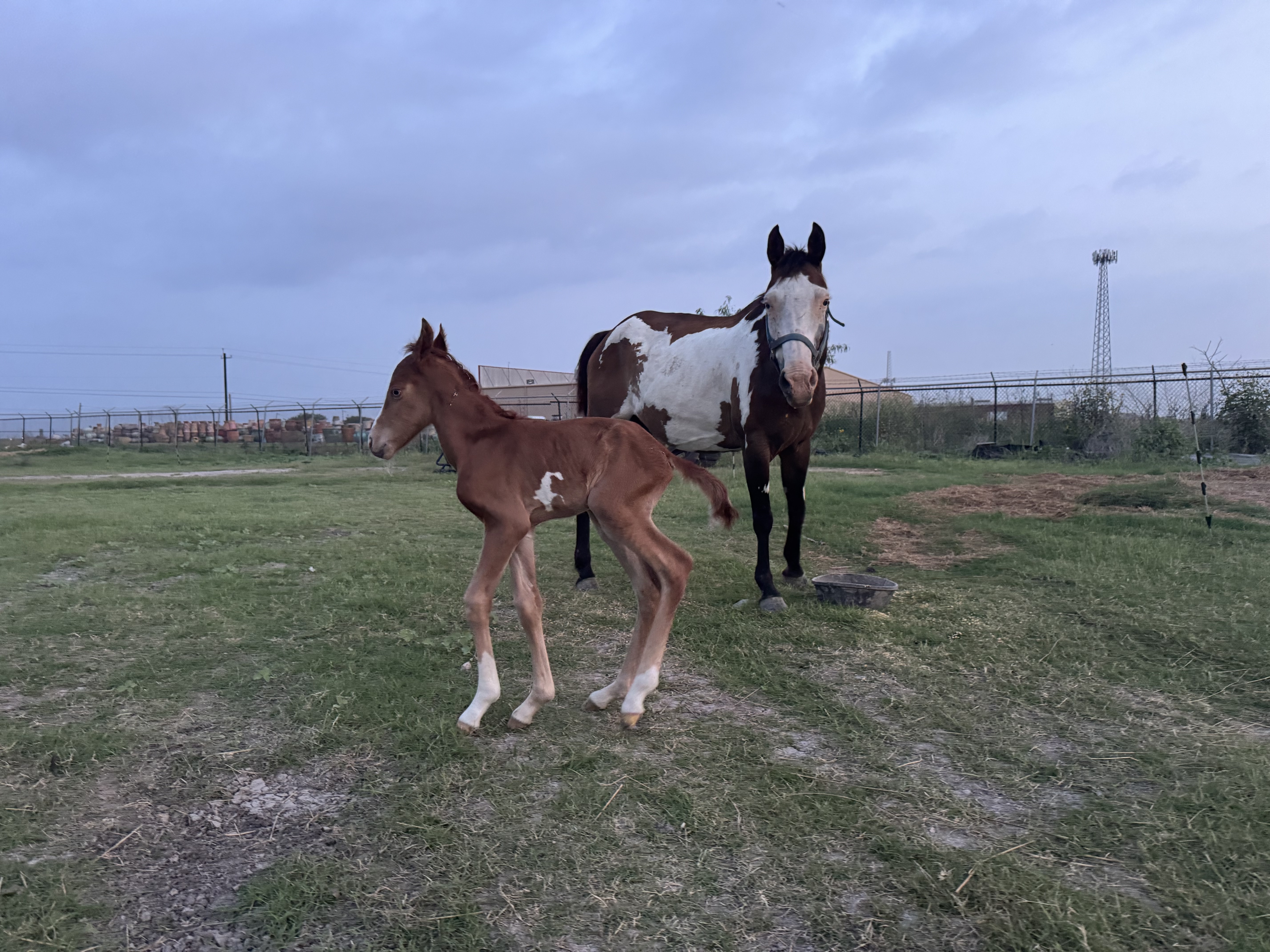 Rio Grand the Foal