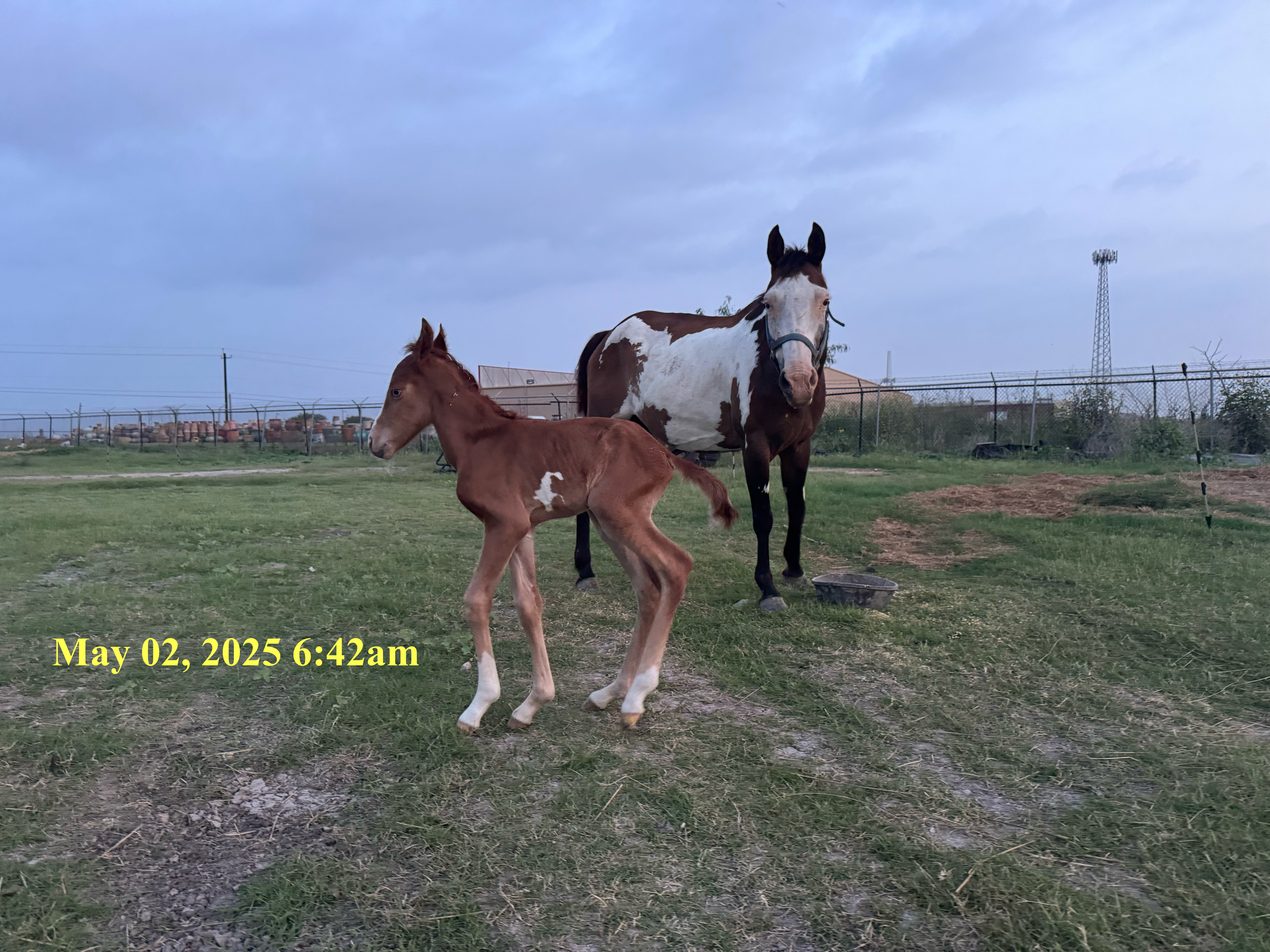 Rio Grand the Foal