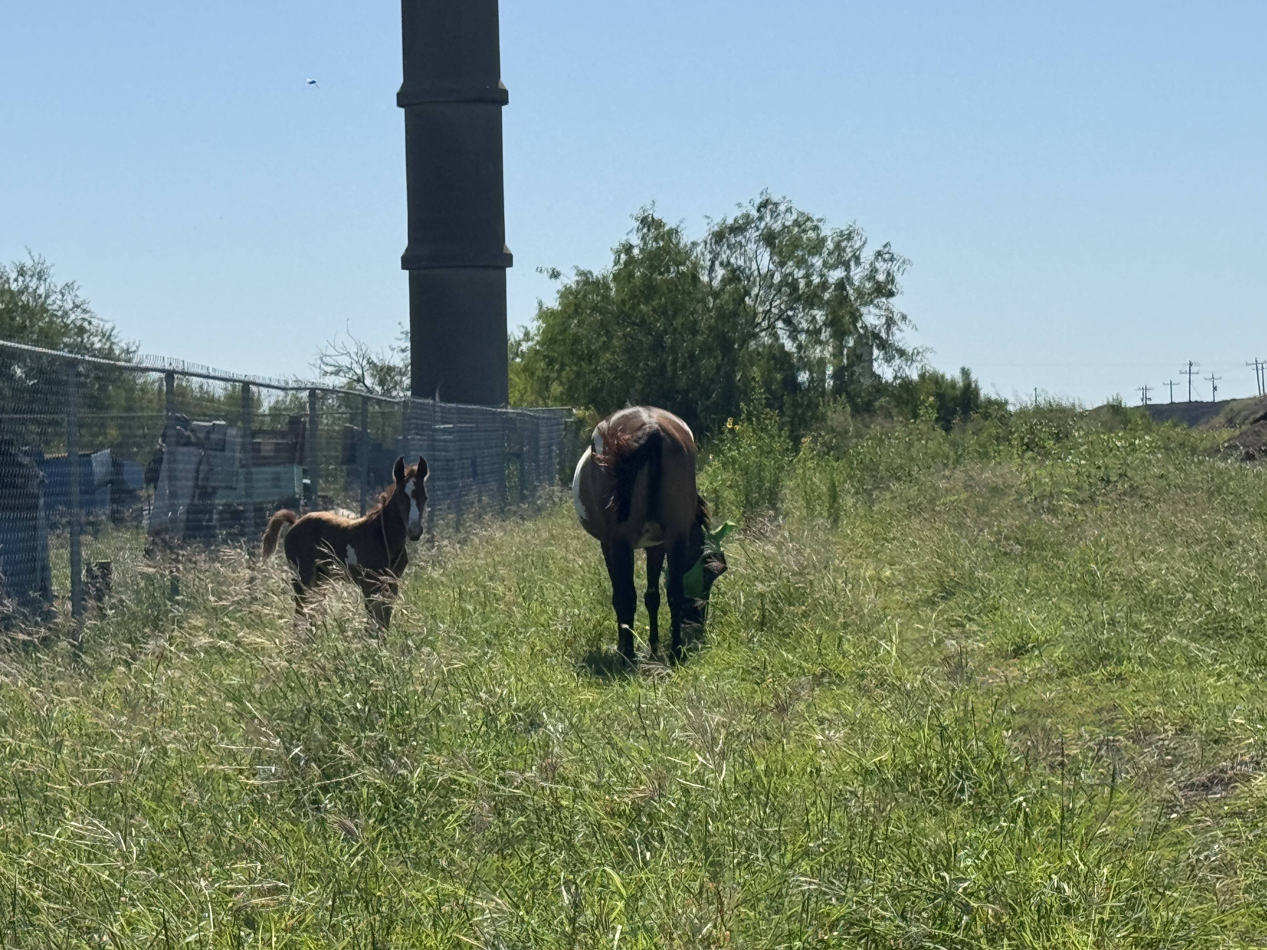 Rio Grand meeting Pat in the pasture
